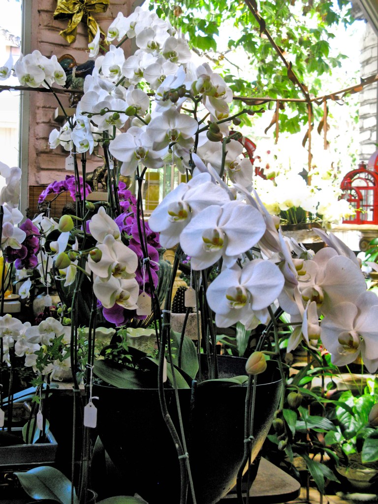 IMG_2447