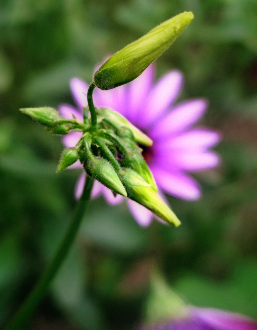 Carmel March 2010 083 oxalis