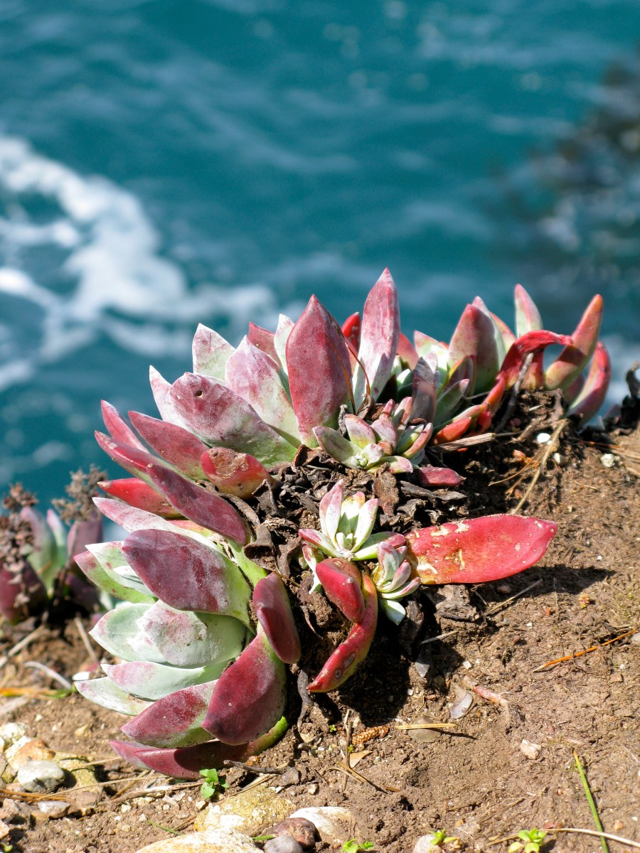 Carmel March 2010 056