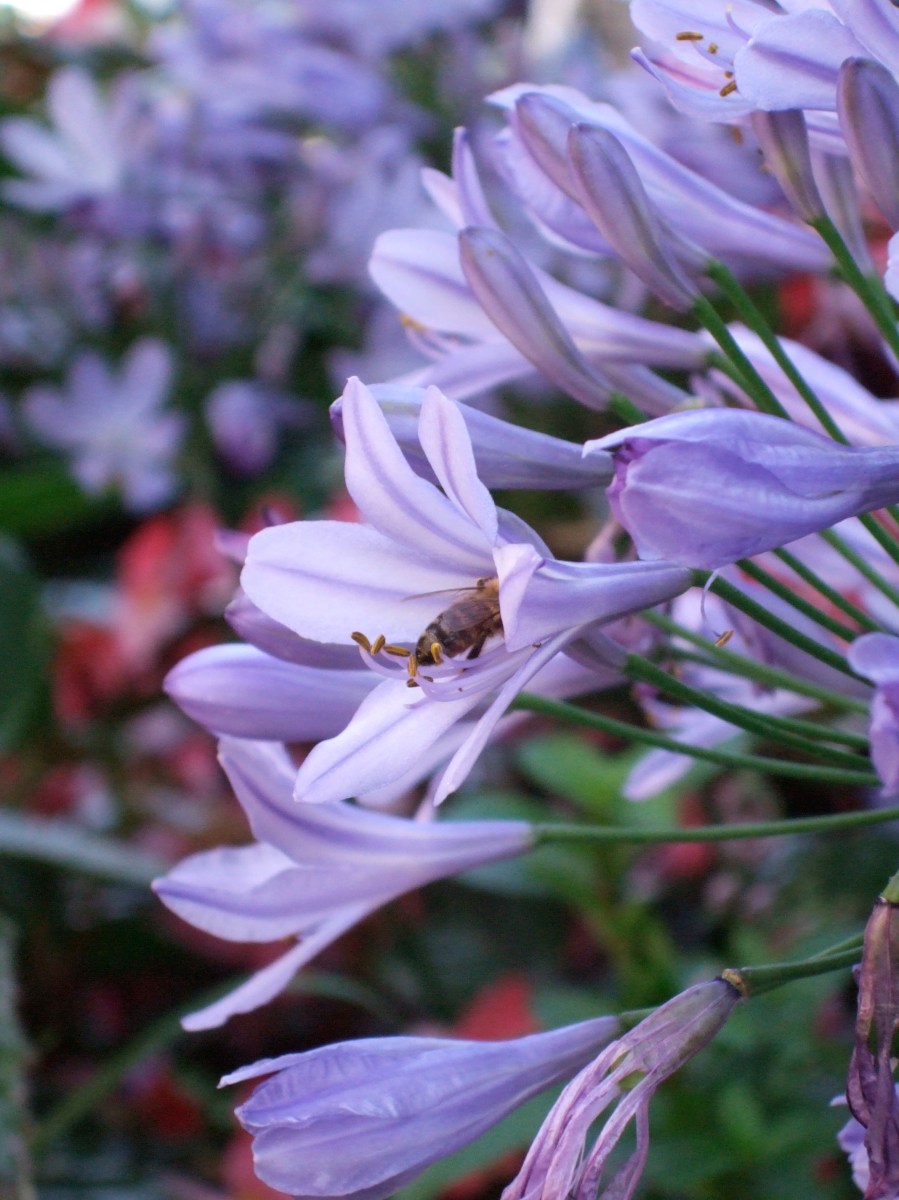 Agapanthus