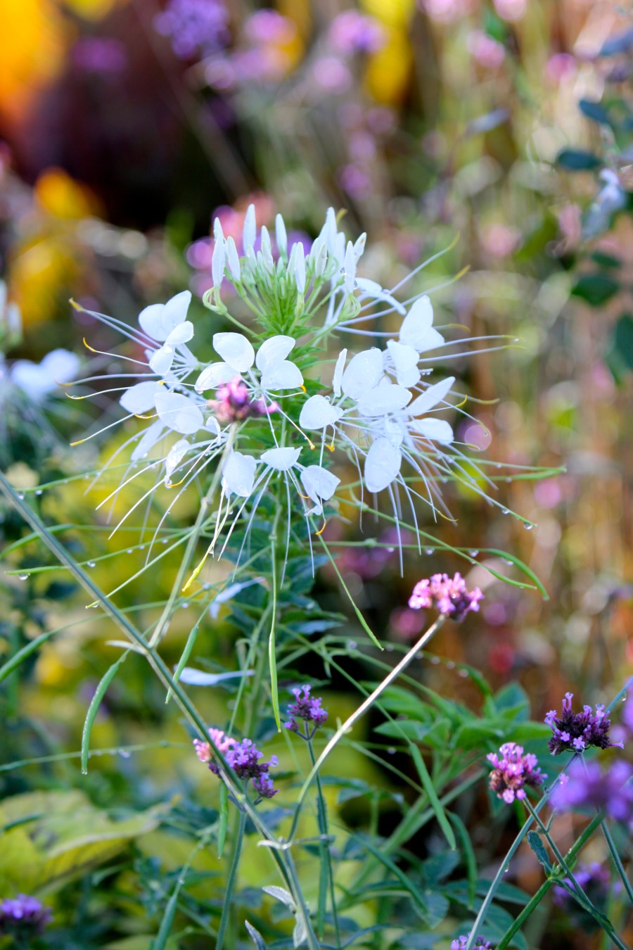 iPadphotography Review 033