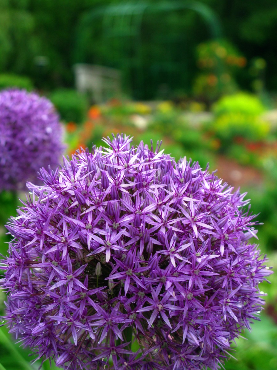 spring garden 192 gig