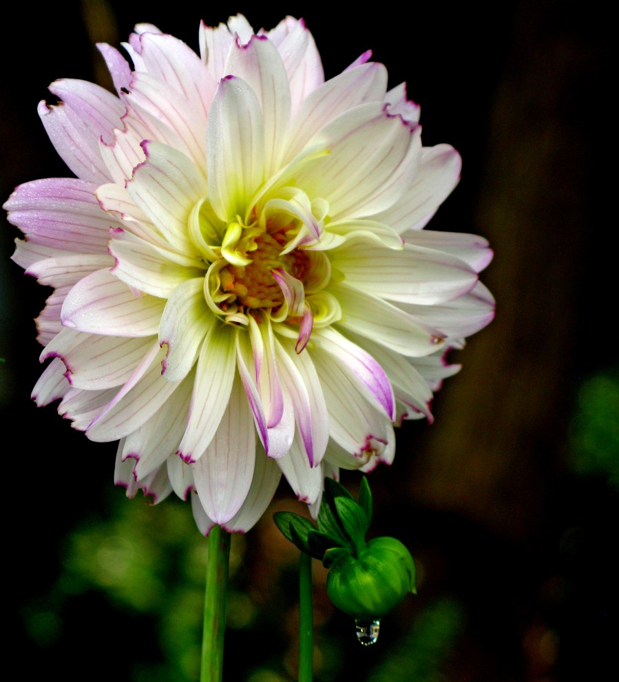 Arboratum 172 Dahlia