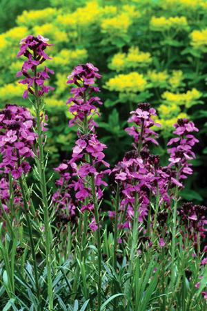 erysimum-bowles-mauve