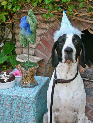 black-and-white-dog_img7