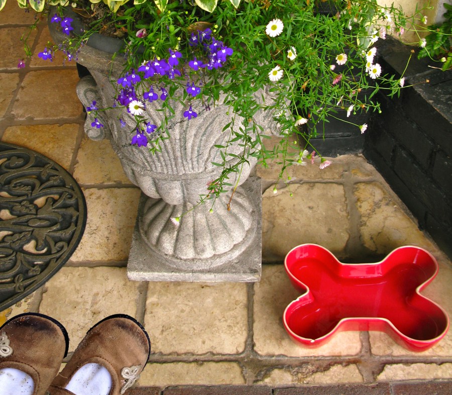 danica shoes and the red dish