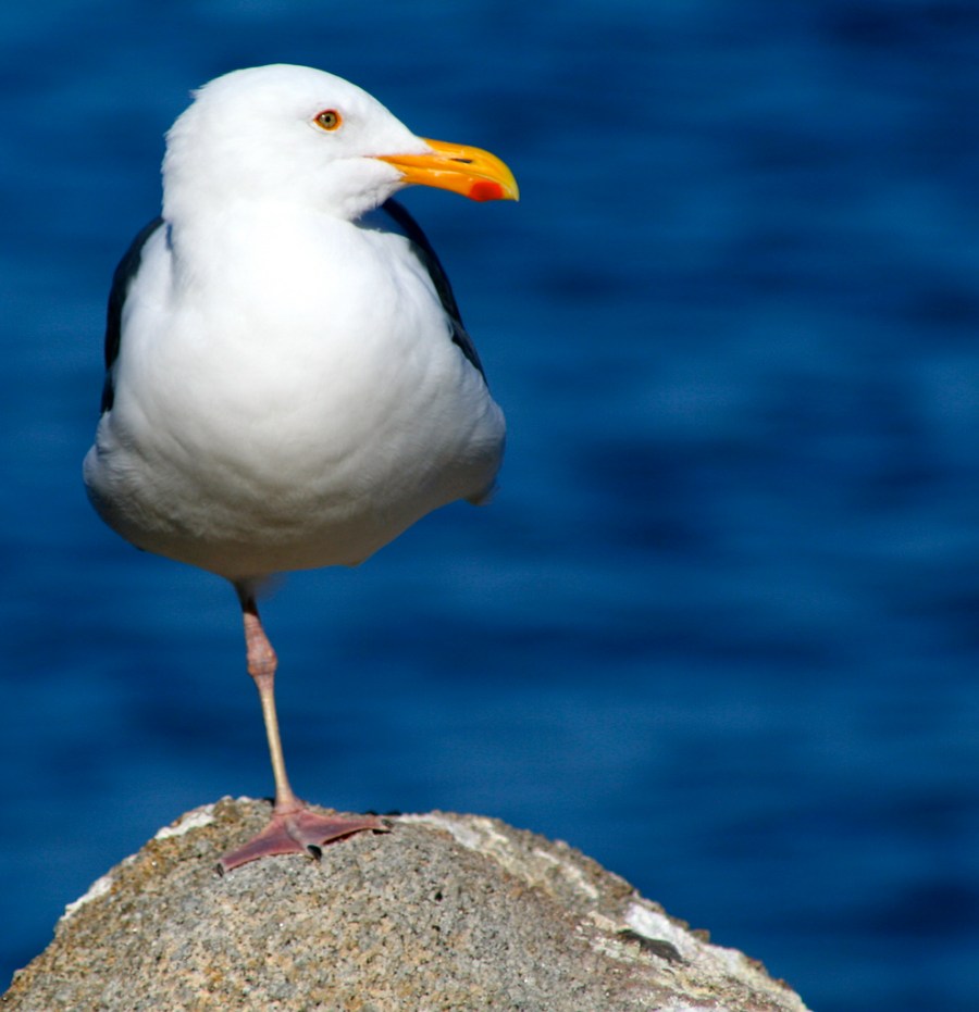 5462222184_7bbff7379f_b