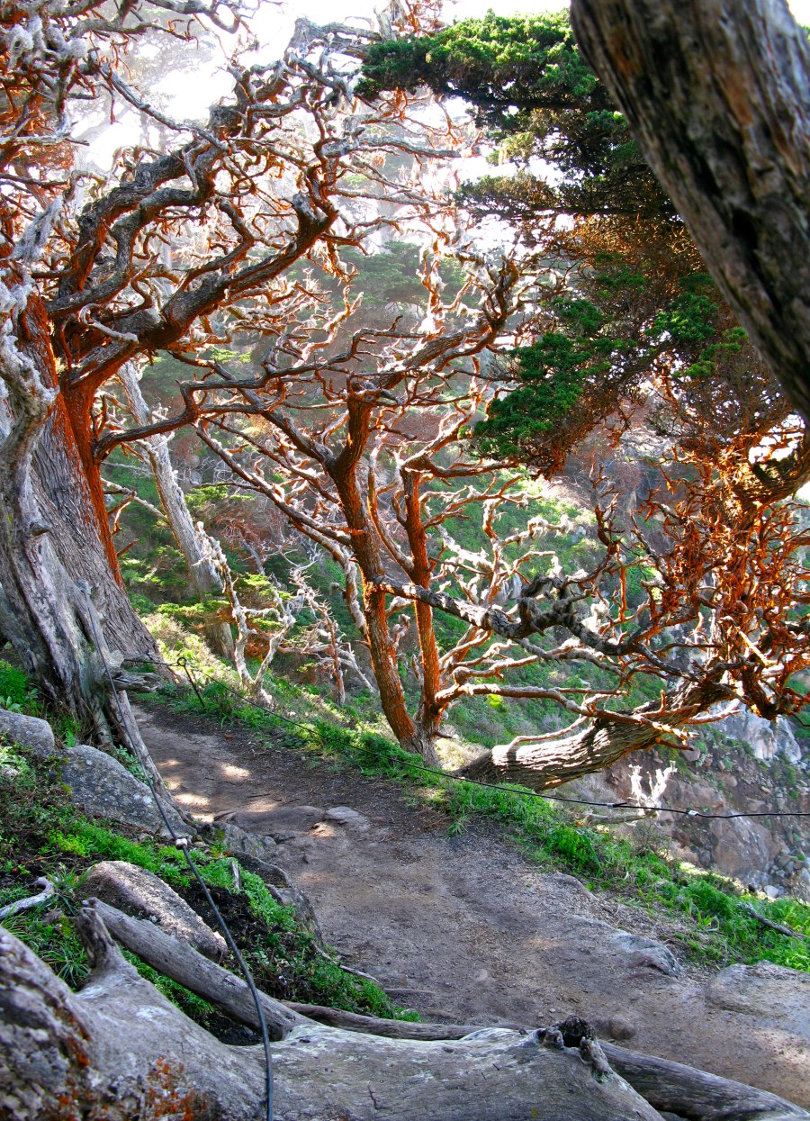 Carmel March 2010 060