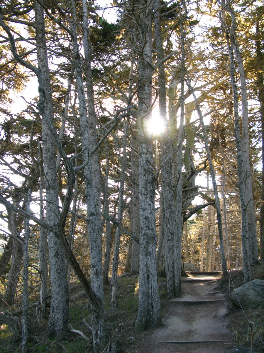 crmel 799Cypress Trail Allan Memorial Grove