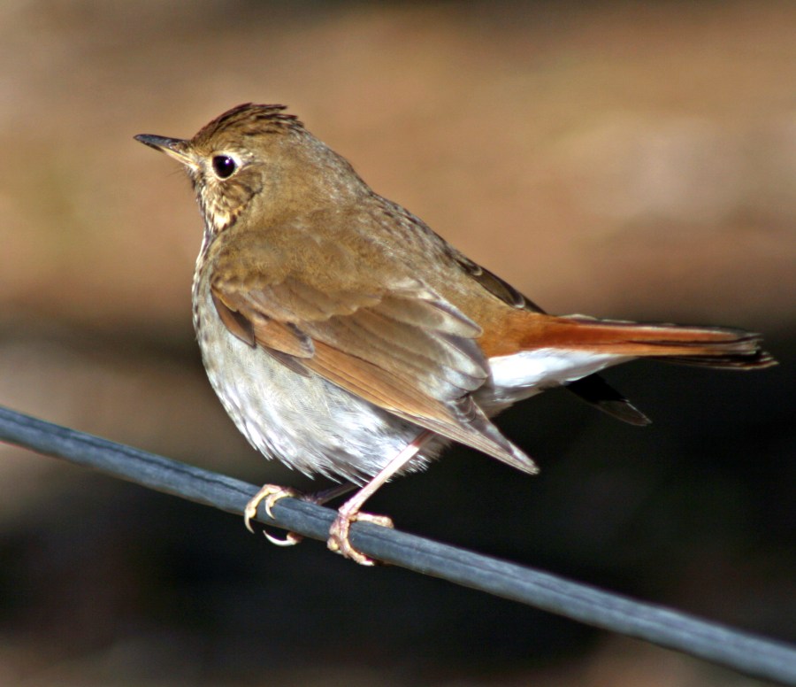Slate colored Fox Sparrow